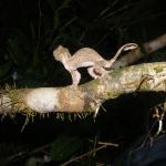 images/stories/Tour-nord-Madagascar/cameleon-nord-madagascar.jpg