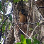 images/stories/Tour-nord-Madagascar/lemurien-nord-madagascar.jpg