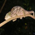 images/stories/Tour-nord-Madagascar/nord-madagascar-cameleon.jpg