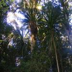 images/stories/Tour-nord-Madagascar/nord-madagascar-foret.jpg