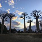 images/stories/Tsiribihina-boucle-Morondave-Tulear-21-jours/allee-des-baobab-madagascar.jpg