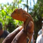 images/stories/komba-tanikely/cameleon-komba.jpg