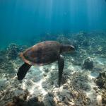 images/stories/komba-tanikely/tortue-verte-pmt-tanikely.jpg