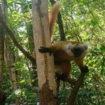 images/stories/lokobe-reserve/excursion_rendonnee_lokobe_reserve_nosy_be_8.jpg