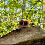 images/stories/lokobe-reserve/excursion_reserve_naturel_de_lokobe_nosy_be.jpg