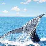 images/stories/safari_baleine/baleine-a-bosse.jpg