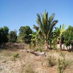 images/stories/sakatia/vegetation-sakatia.jpg