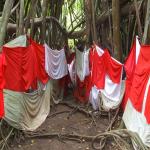 images/stories/tour-de-l-ile-nosy-be/arbre-sacre.jpg