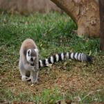 images/stories/tour-de-l-ile-nosy-be/lemurialand-zoo.jpg