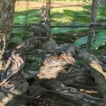 images/stories/tour-de-l-ile-nosy-be/tour_de_liles_nosy_be_excursion_nosy_be_3.jpg