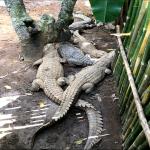 images/stories/tour-de-l-ile-nosy-be/tour_de_lles_nosy_be_excursion_sur_lles_3.jpg